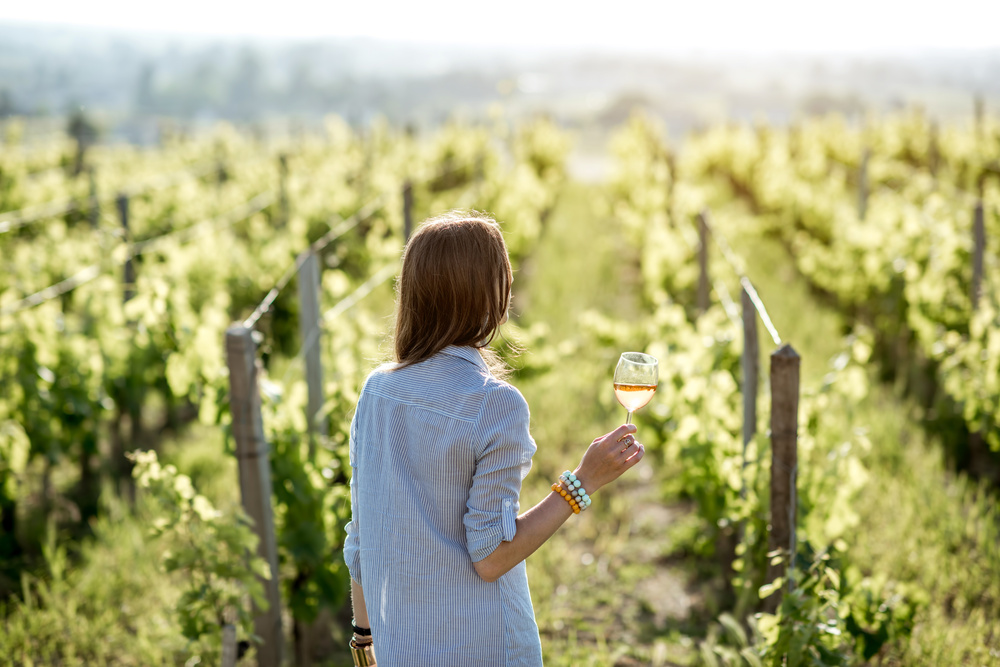 Bordeaux Vineyards 