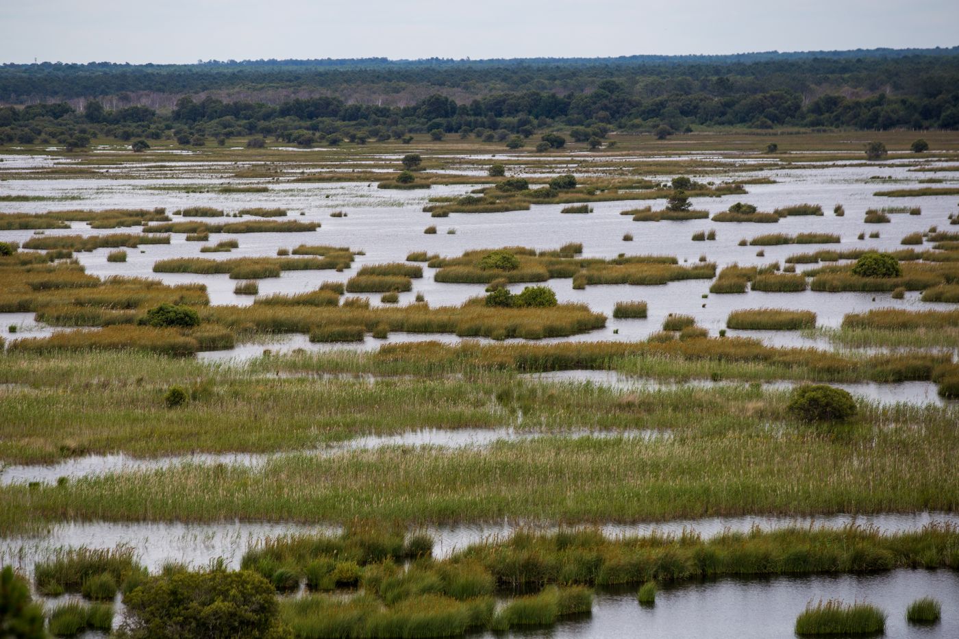 Etang de Cousseau