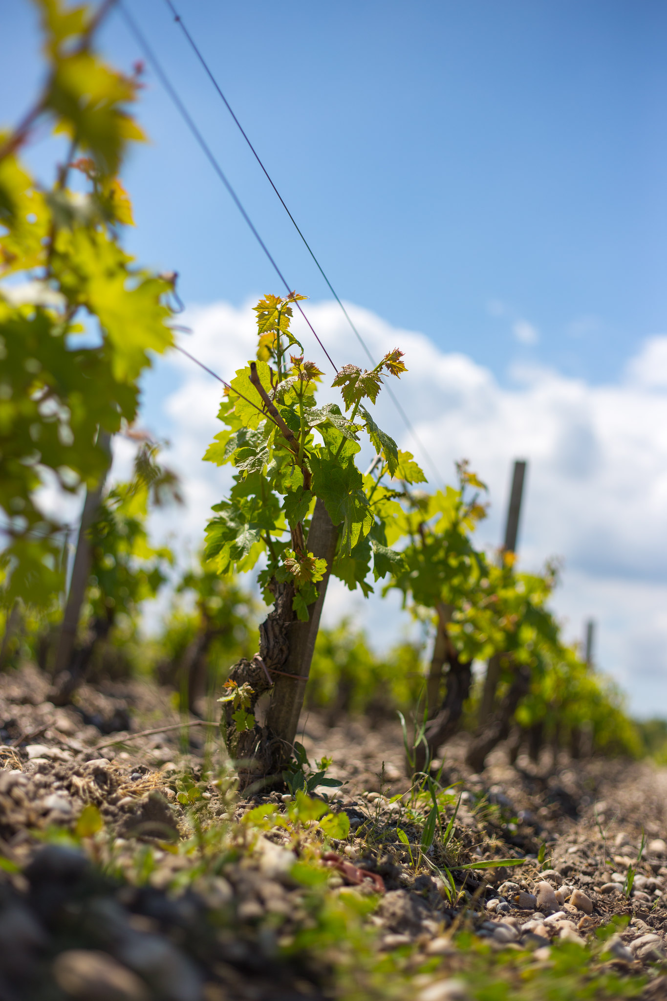 Vineyards