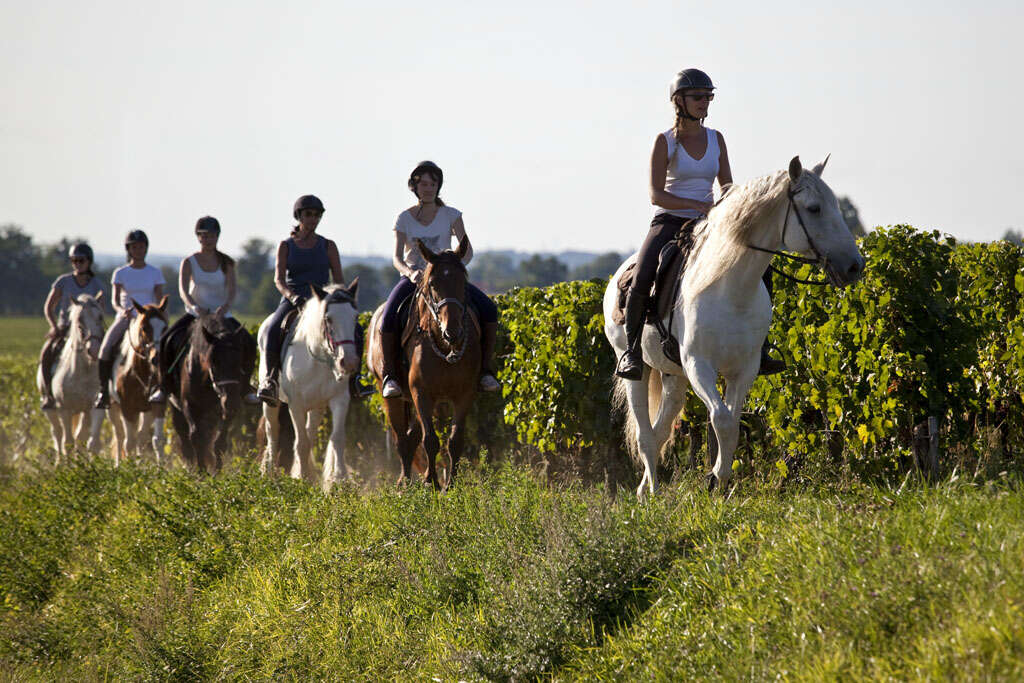 cavaliers vignobles 