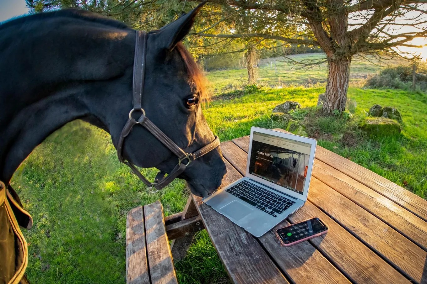 Riding at the Novum stables near Bordeaux