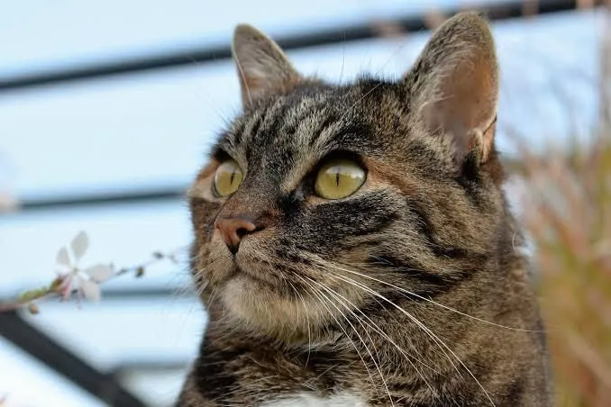 Tabby cat with yellow eyes gazing upward, close-up photograph from the Miaou! exhibition at Bordeaux Museum