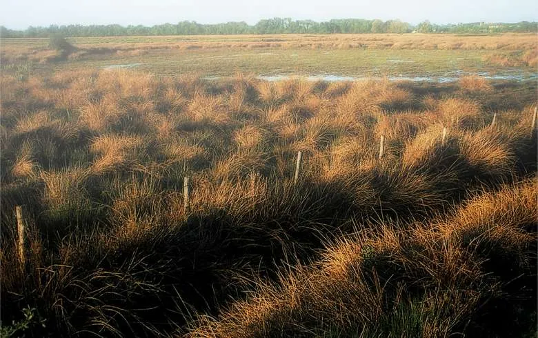 Marais de la Presqu&#039;île d&#039;Ambes