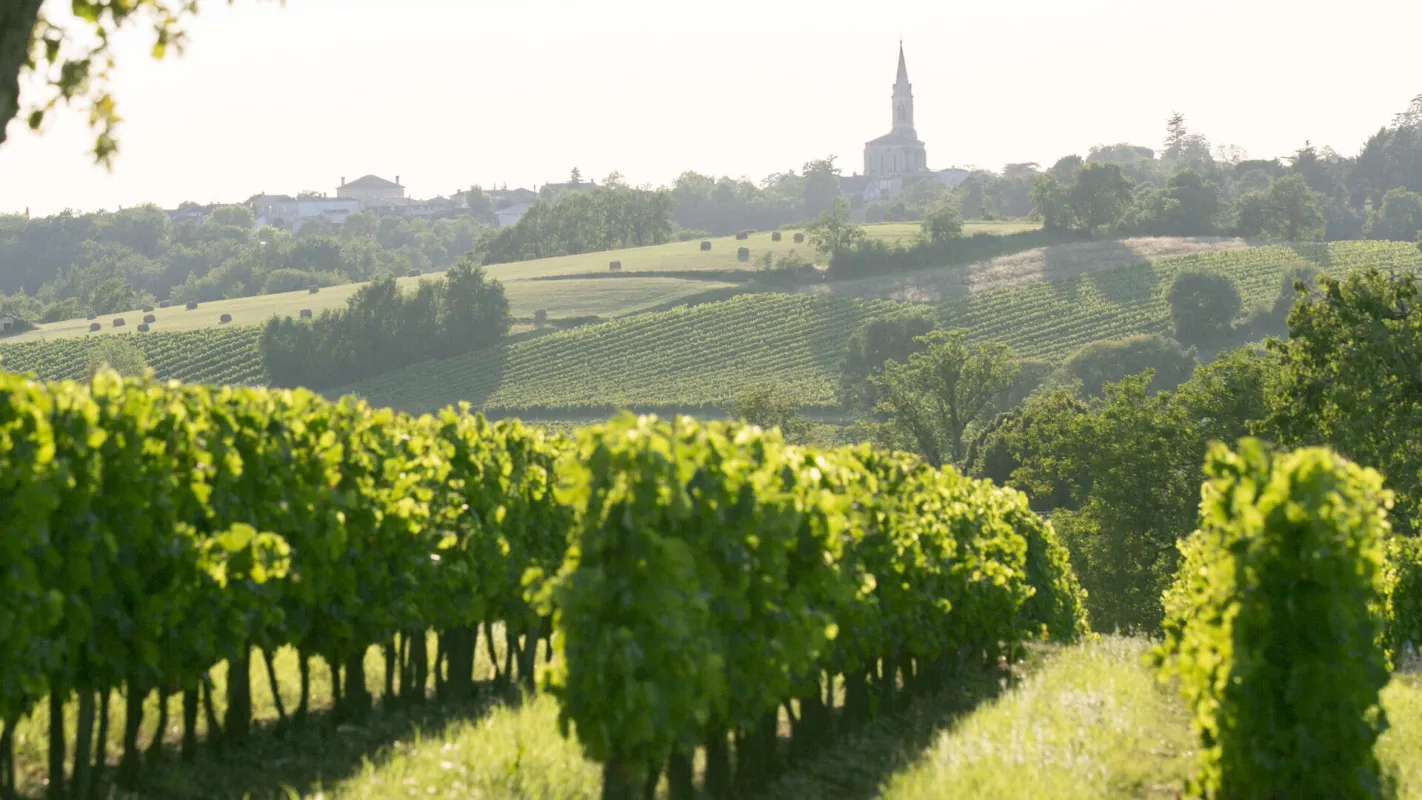 Vignobles en Graves et Sauternes©Mathieu Anglada.jpg