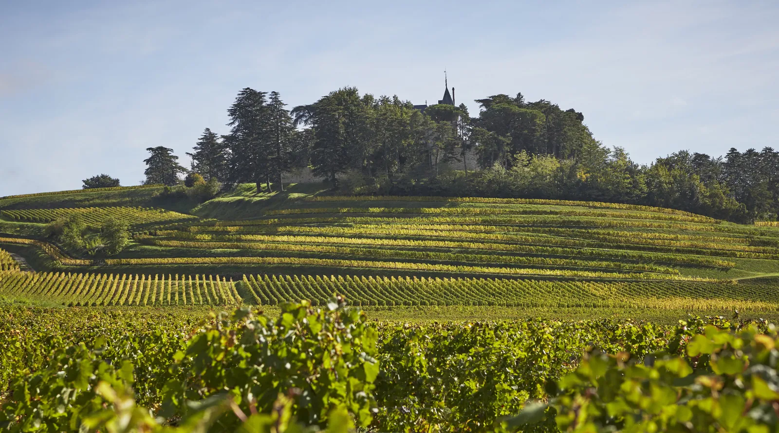 Château de Pressac - countryside