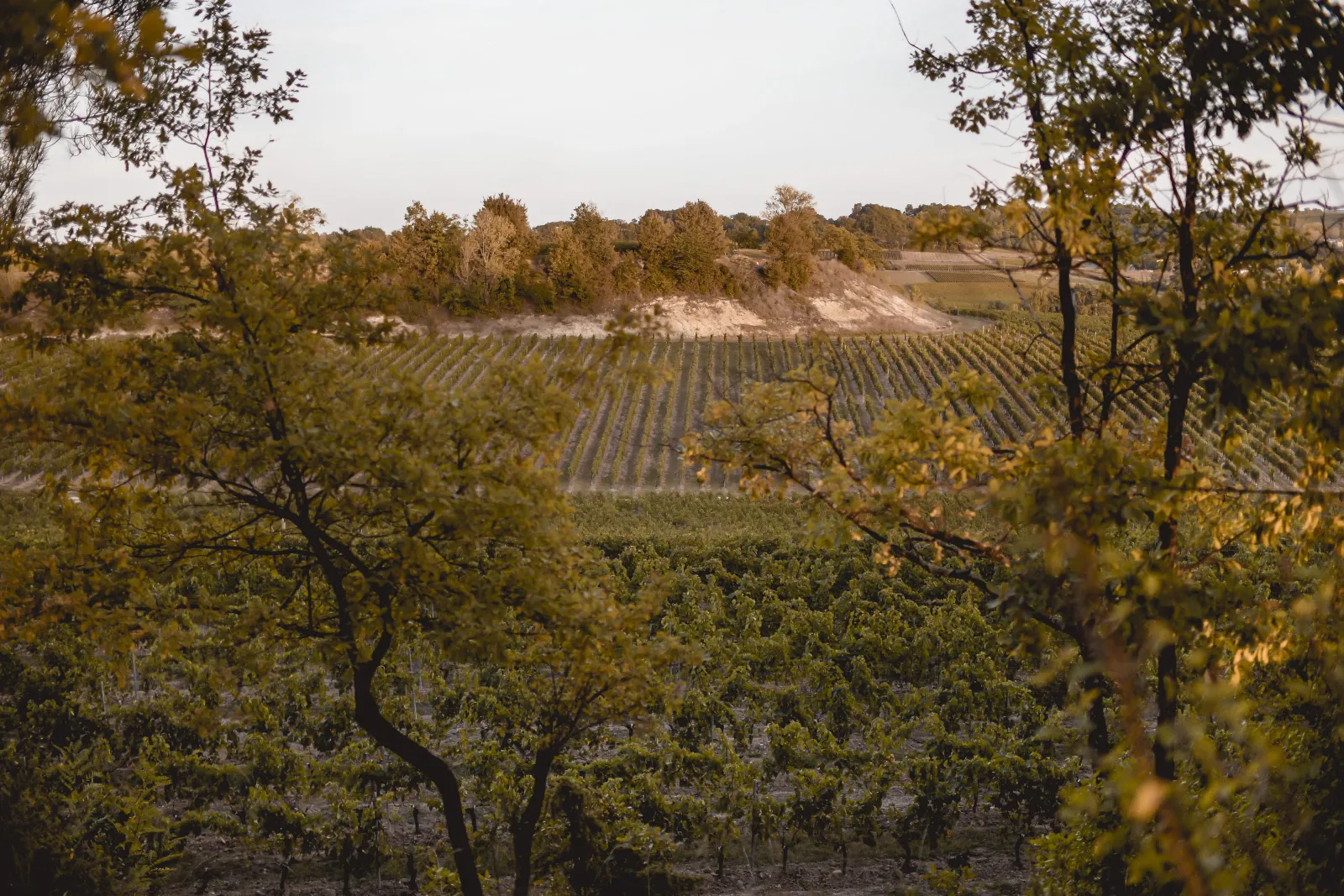 Autumn vineyard landscape at Château Mangot estate near Bordeaux, featuring rows of grapevines in the foreground and wooded hills in the background