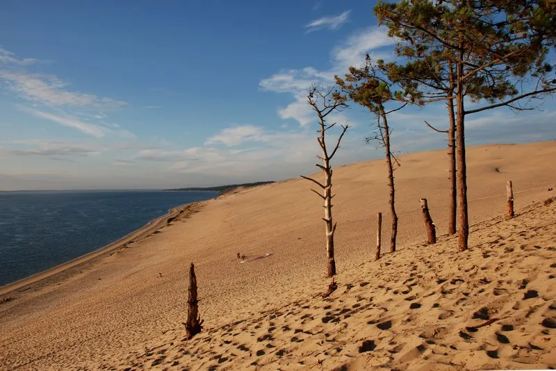 Pyla Dune with dead trees scattered on golden sand, pine forest in the background, and the Atlantic Ocean under a blue sky