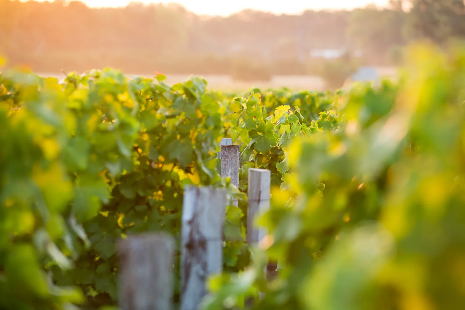 Vineyard rows at Château Latour-Martillac in Bordeaux at sunset, with wooden support stakes visible among the grapevines