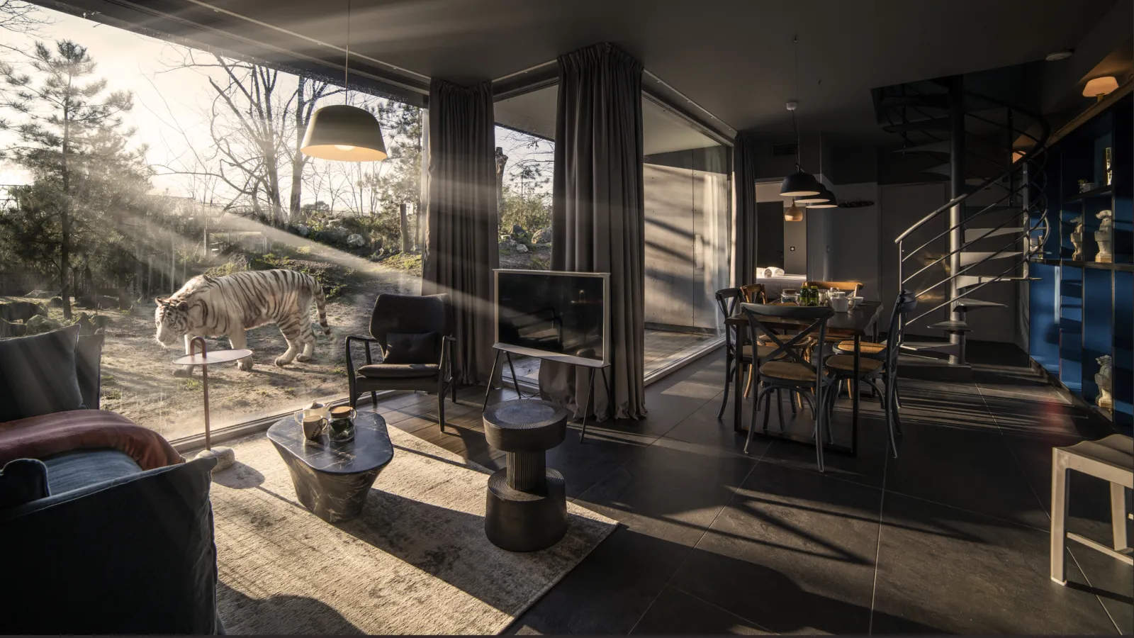 Modern interior space with panoramic glass windows overlooking a white tiger enclosure, featuring contemporary furniture and minimalist décor.