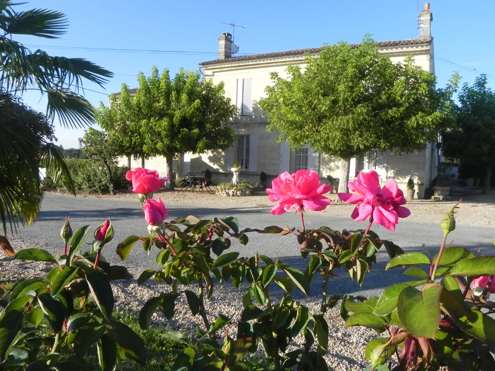 Château Champion in Bordeaux featuring vibrant pink roses in the foreground, whitewashed 18th-century mansion facade, gravel driveway and landscaped gardens.