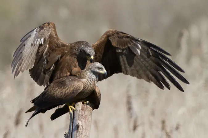 An eagle perched on a wooden pole with wings spread, blurred background in Bordeaux L'Île Nouvelle