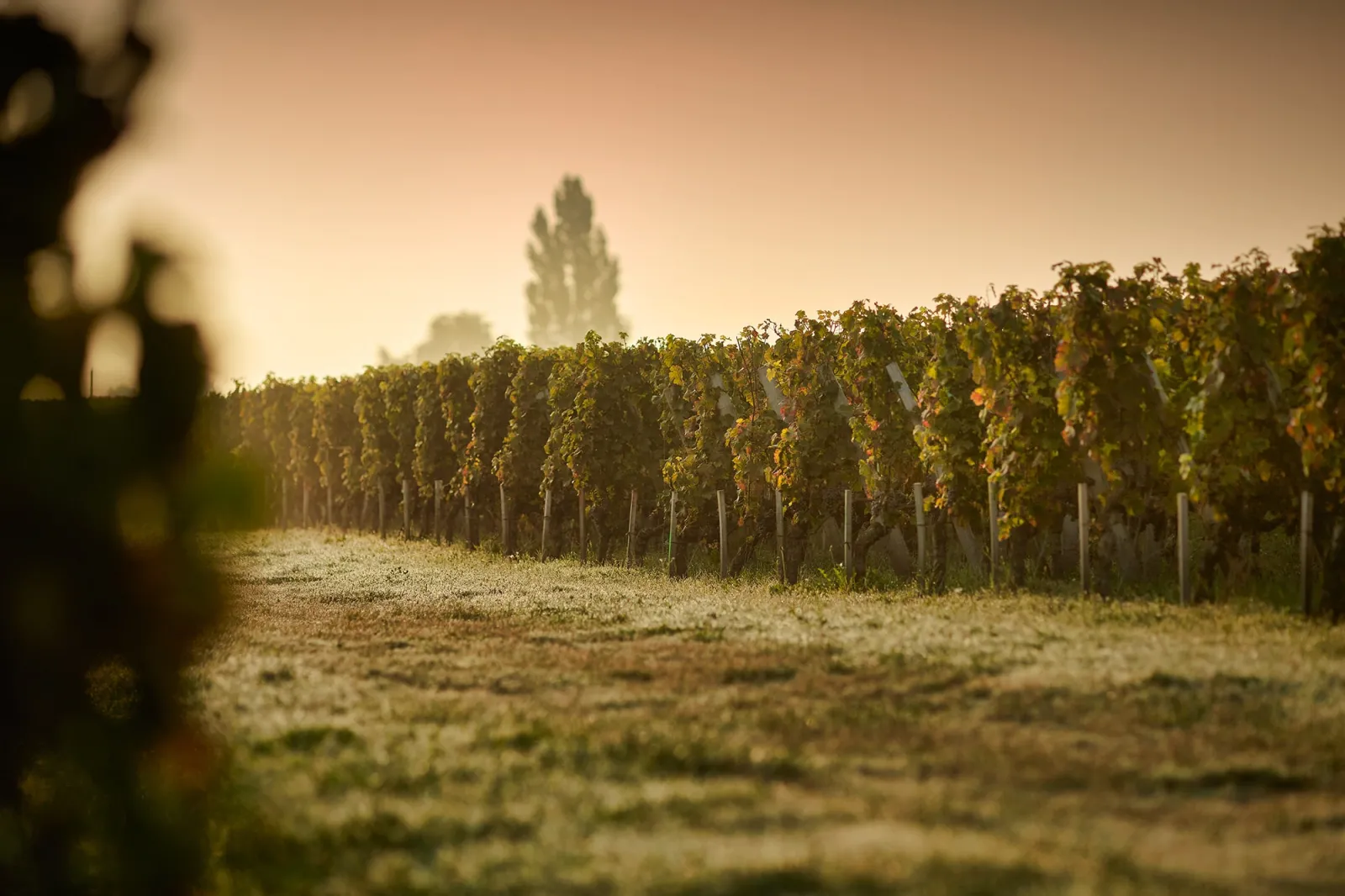 Terraced vineyard rows at Château Chauvin near Bordeaux, with golden evening light and a poplar tree on the horizon.