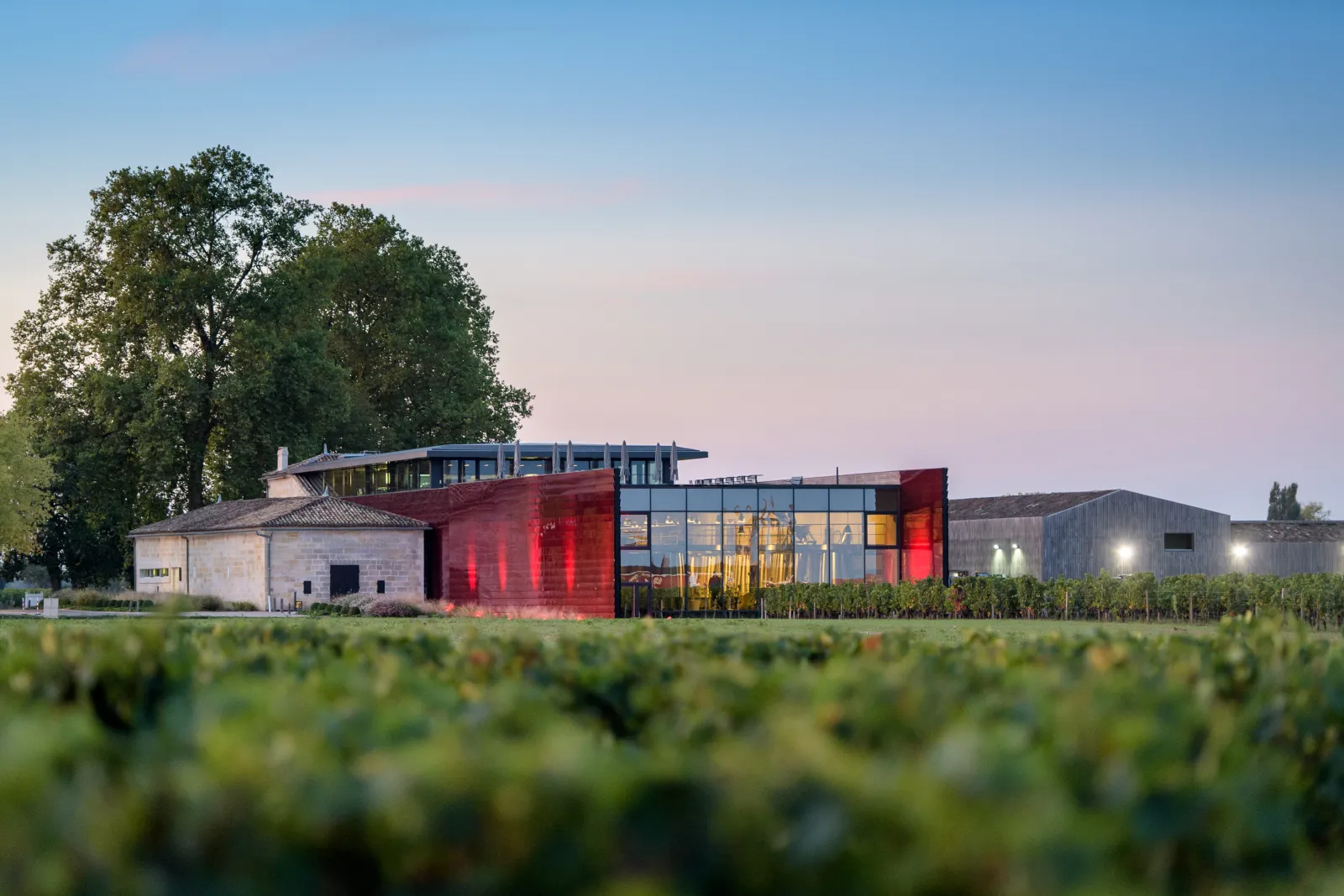 Château La Dominique in Bordeaux: modern architecture with red and grey facades integrated into vineyards, historic white building in background and centuries-old oak tree.