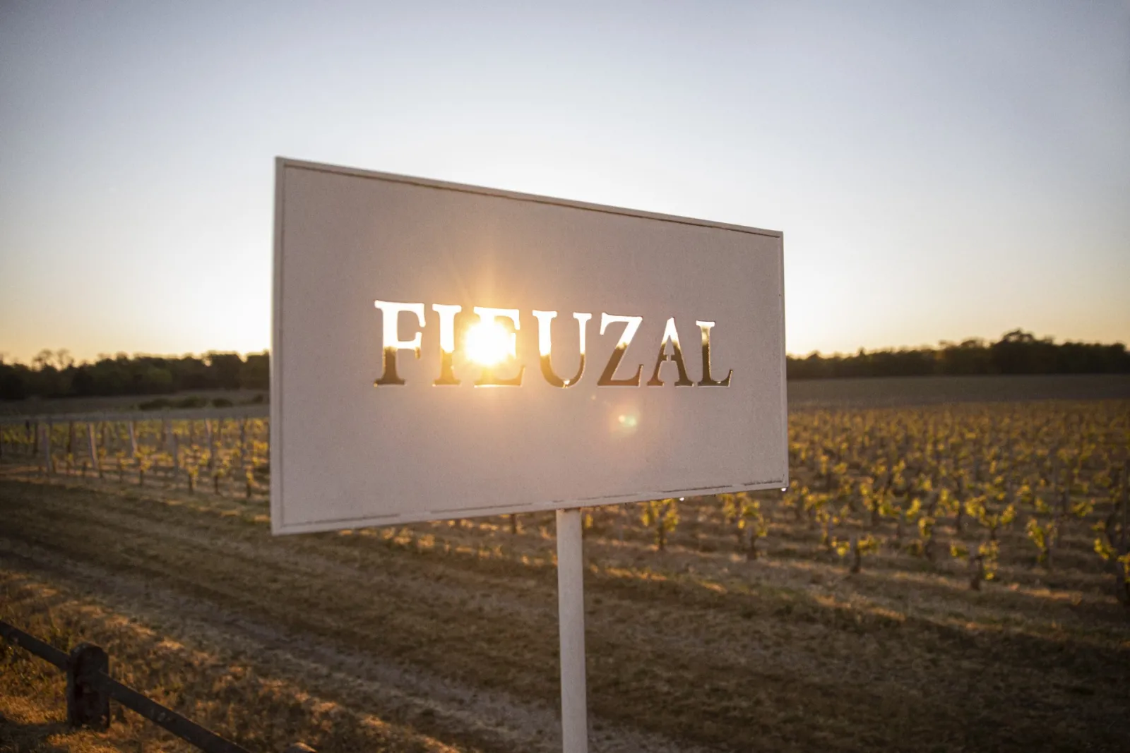 White signage reading 'FIEUZAL' lit by sunset in a Bordeaux vineyard at dusk