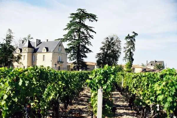 Bordeaux vineyard with Château La Haye in the background, a neoclassical-style château surrounded by tall cedar trees, in the Gironde region.