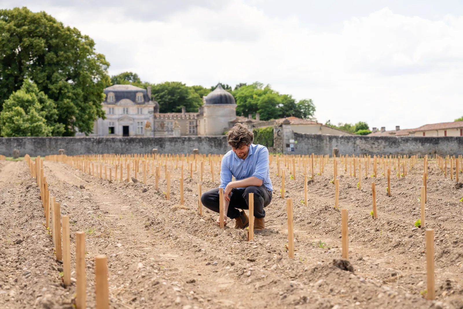 A man in a blue shirt crouching in the vineyard of Château de Malle near Bordeaux, inspecting young grapevines planted in neat rows.