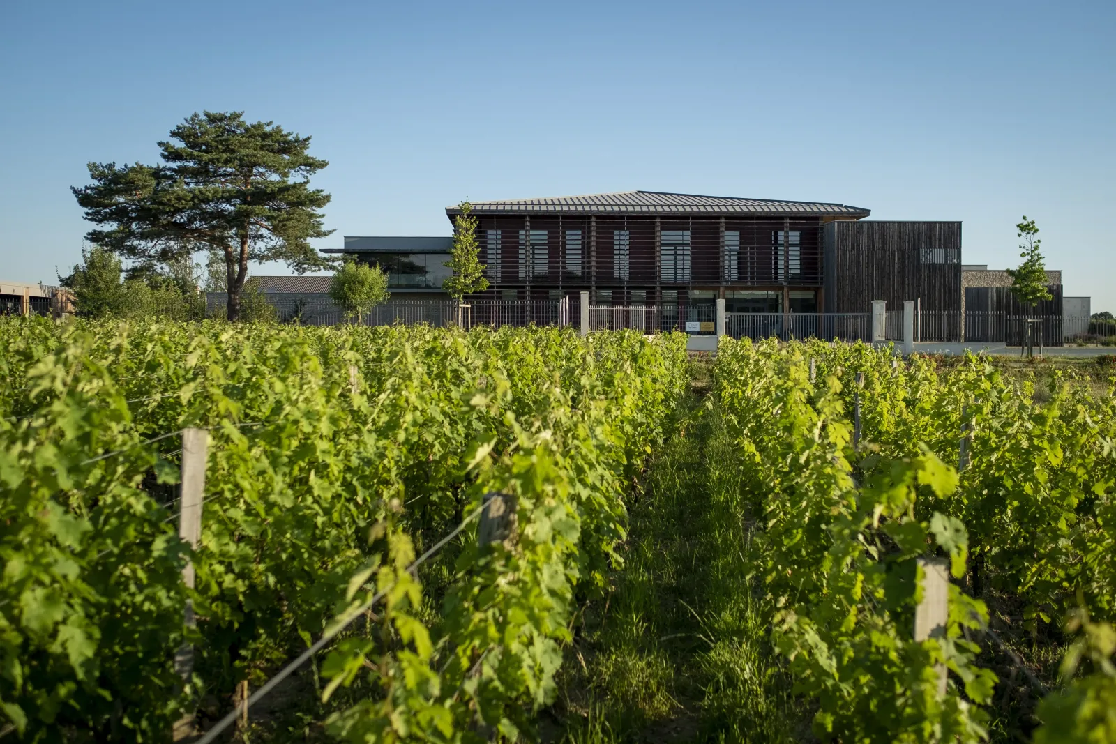 Vineyard at Château Couhins in Bordeaux with modern building in the background against a clear blue sky