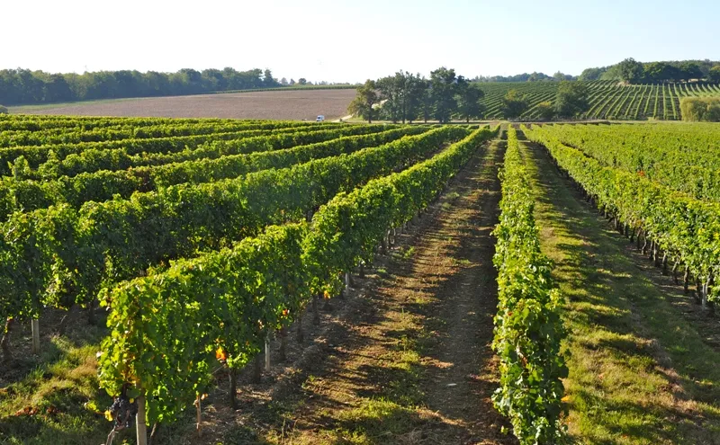 Orderly rows of vineyards at Château de Lisennes near Bordeaux, with lush green grapevines and rolling agricultural landscape in the background.