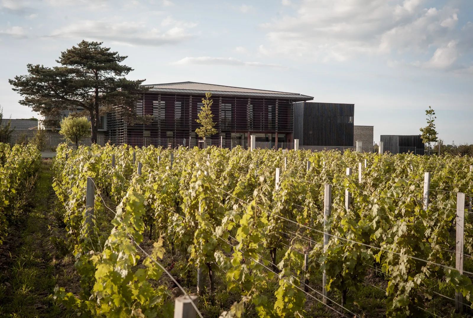 Château Couhins vineyard in Bordeaux featuring rows of trellised grapevines with the main dark-façaded building in the background