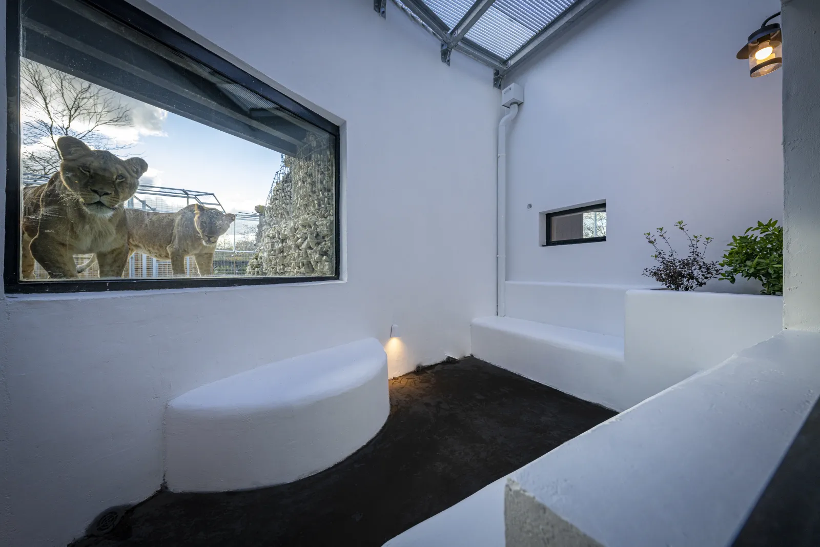 Modern interior of an immersive experience in Bordeaux featuring a large window with a view of captive lions, minimalist white walls, black sand flooring, green plants, and soft ambient lighting.