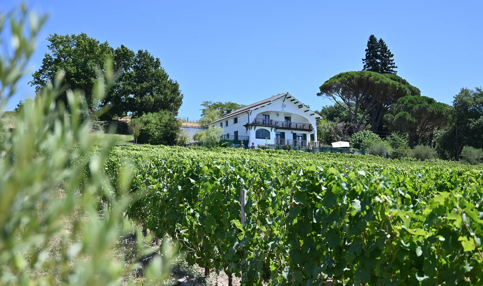 Vineyard at Domaine des Perchés in Bordeaux featuring a white traditional house surrounded by grapevines under a clear blue sky
