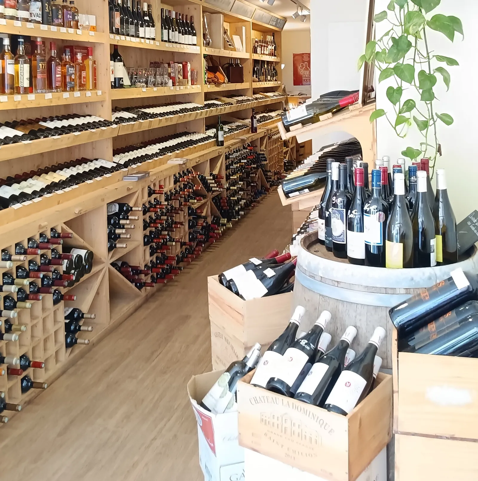 Interior of a wine shop with wooden shelves stocked with wine bottles, tasting barrels, green plants and spirits displayed on upper shelves