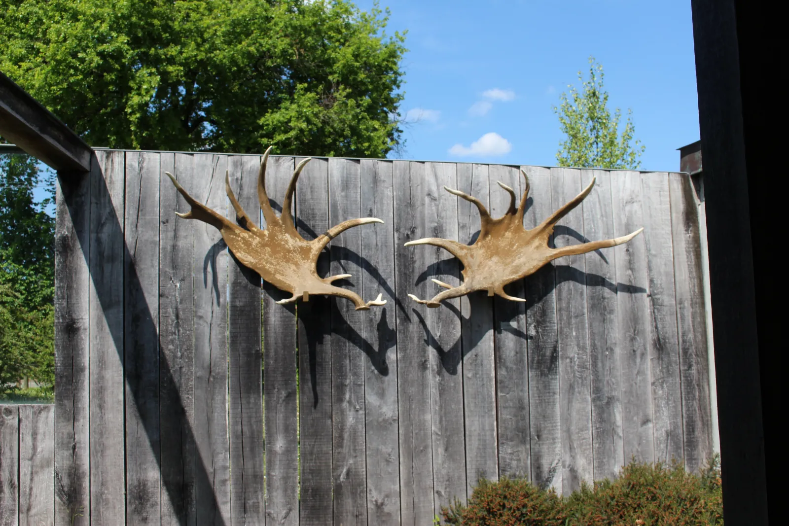 Two golden deer antlers mounted on a weathered wooden panel with their shadows cast beneath, framed by architectural elements and green foliage