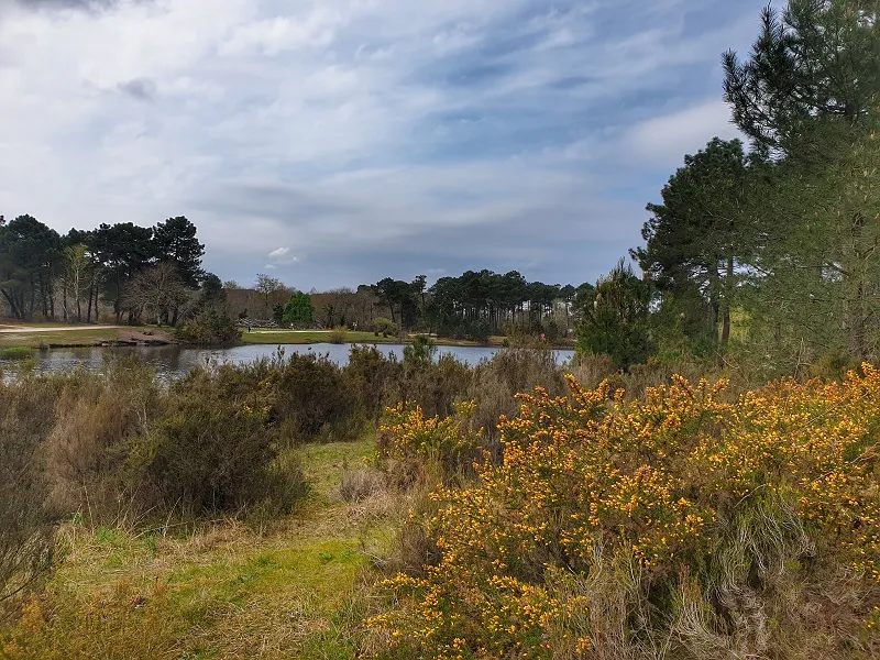 View of the Peugue sources forest near Bordeaux featuring a pond, yellow flowers in the foreground, trees and cloudy sky