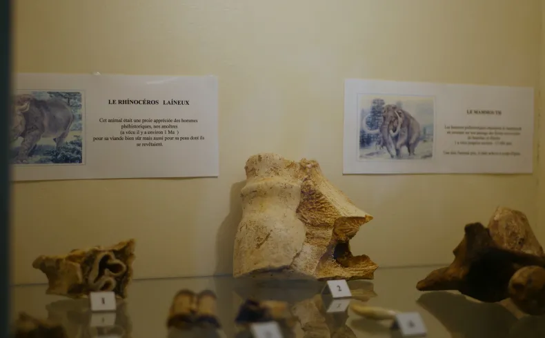 Museum display case at the Musée des Amis du Vieux Lormont in Bordeaux showcasing woolly rhinoceros fossils with French informational panels and artistic reconstructions.