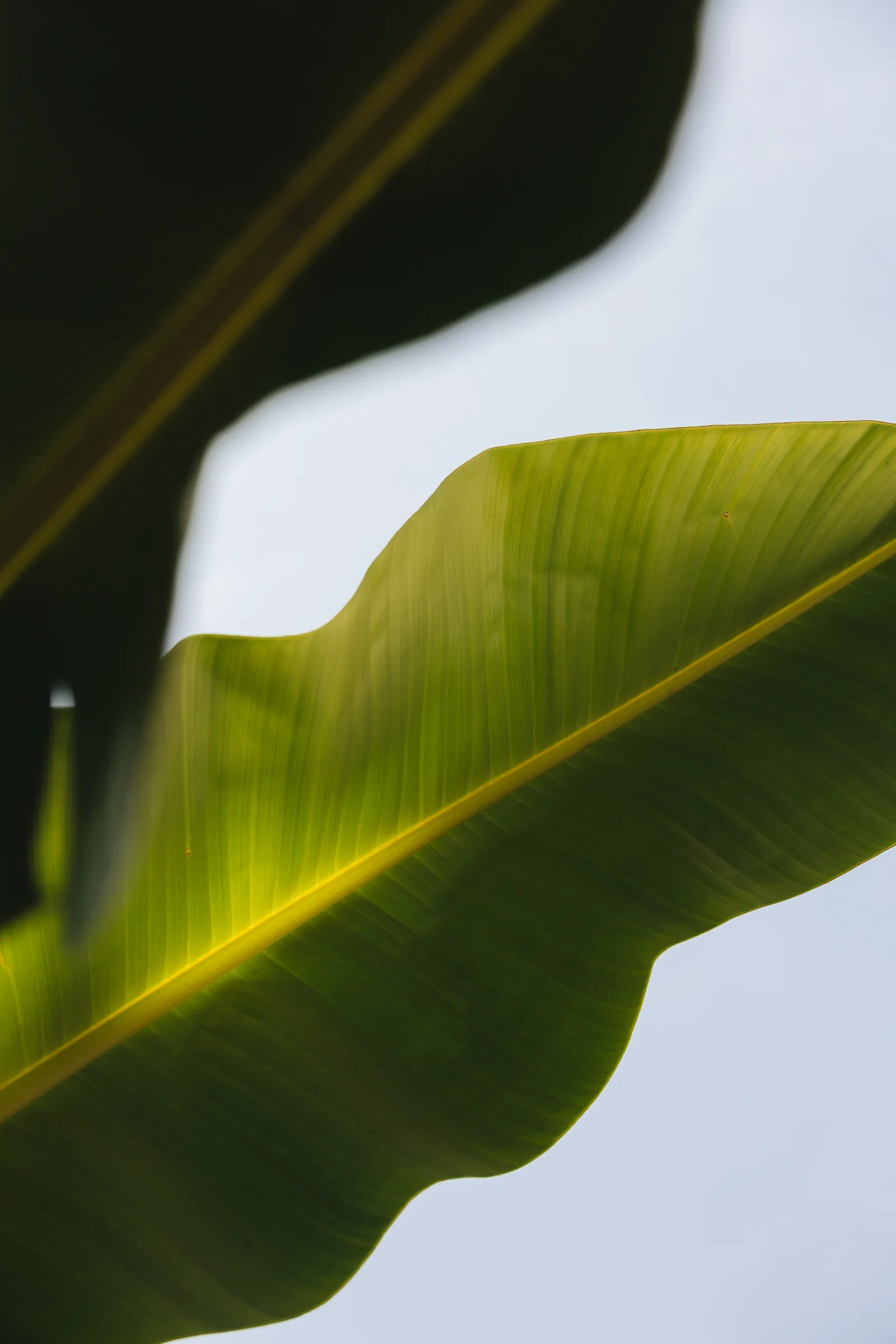 Close-up of green banana leaves backlit by daylight, showing visible veins and a white sky background