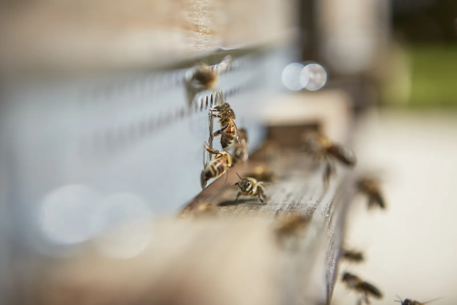 Multiple honeybees lined up on a light wooden landing board, with additional bees in the blurred background