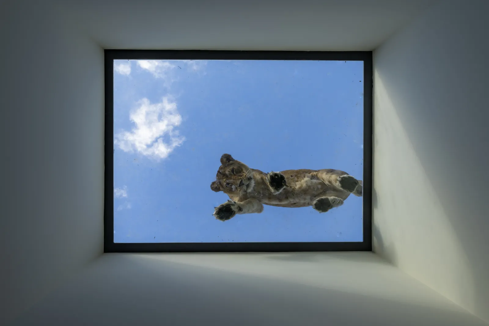 A lion photographed from below against a clear blue sky with scattered clouds, displayed on a black-framed screen in a white gallery space.