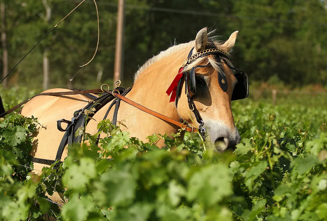 Harnessed chestnut horse pulling a plow through a vineyard at Château Léognan in Bordeaux, with a red ribbon on its bridle