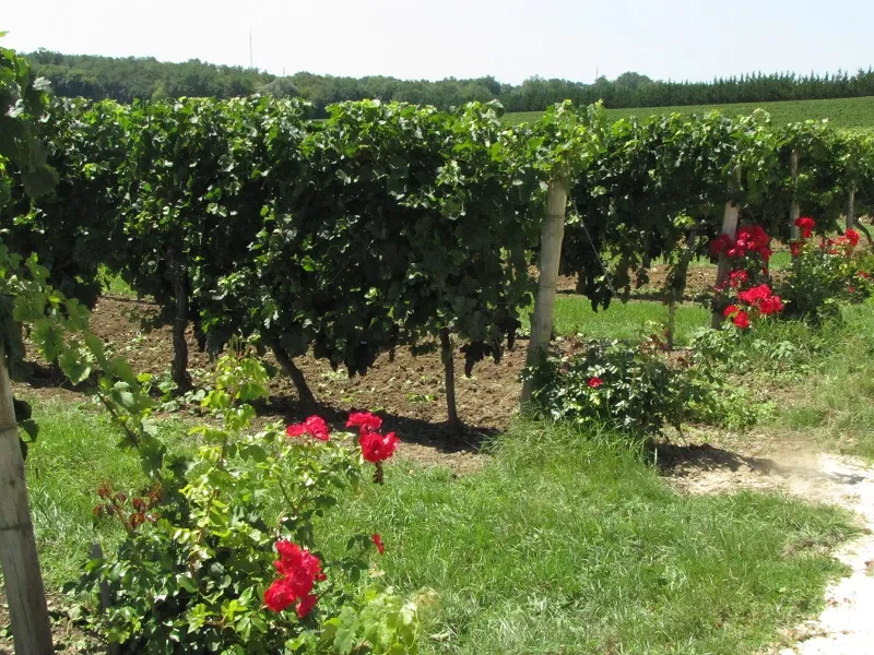 Vineyard of Château de Lisennes near Bordeaux, featuring trellised vines in rows and red rose bushes along the edges, under a clear sky.