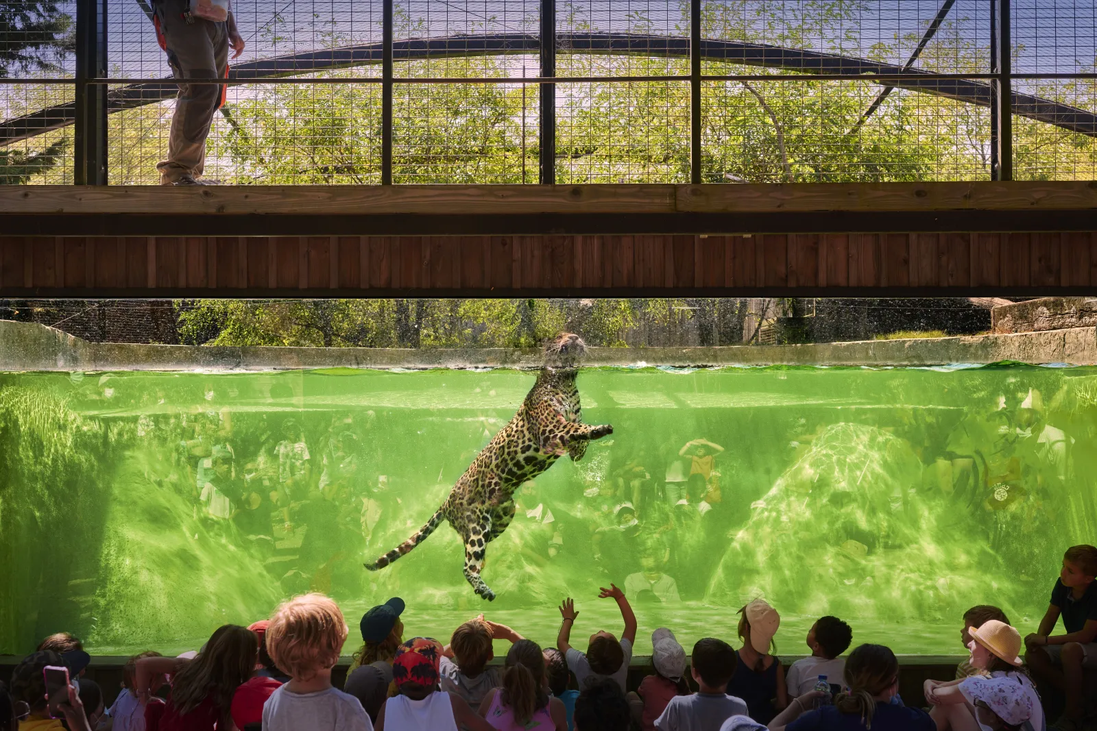 A leopard swims in a green water pool at Bordeaux-Pessac Zoo, watched by visitors from an underground viewing area.