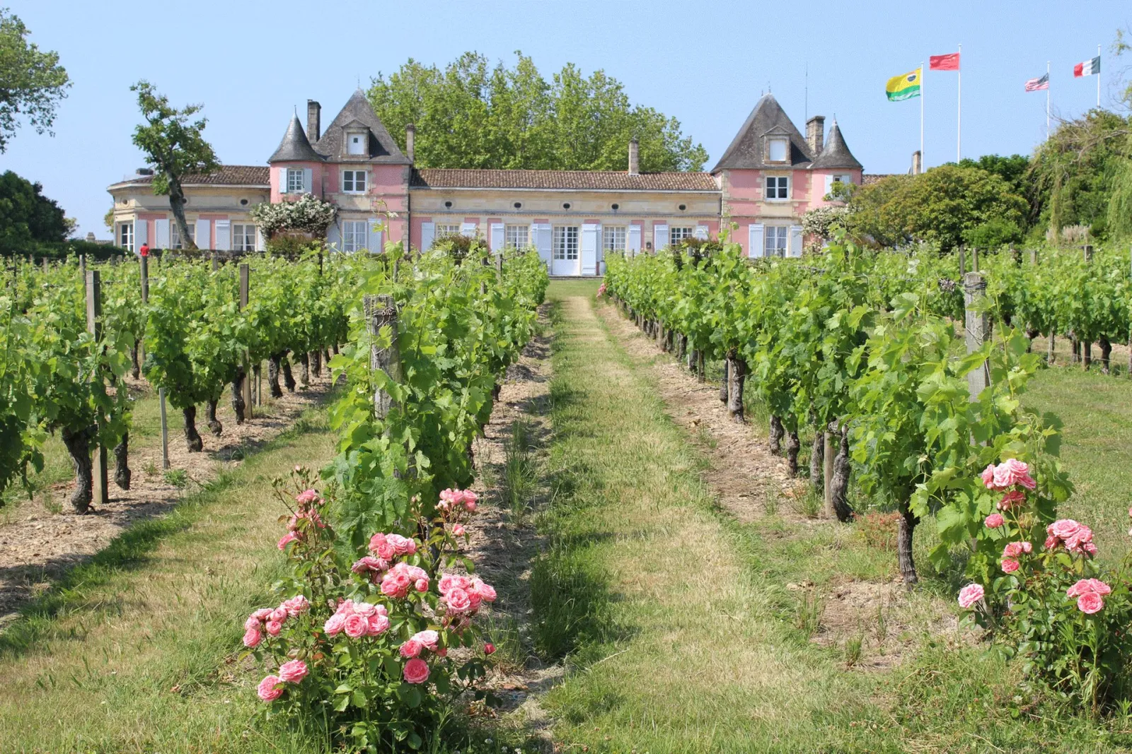 View of Château Loudenne with vineyards in foreground, pink castle building with pointed towers, rows of grapevines and pink roses, international flags in background, Bordeaux region.