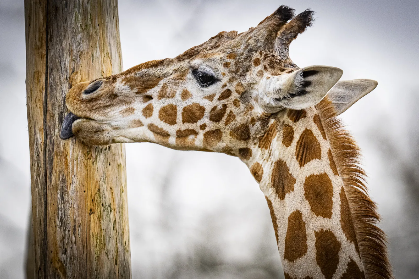 Giraffe at Bordeaux-Pessac Zoo eating foliage from a wooden pole, profile view showing distinctive spotted pattern and long ears.