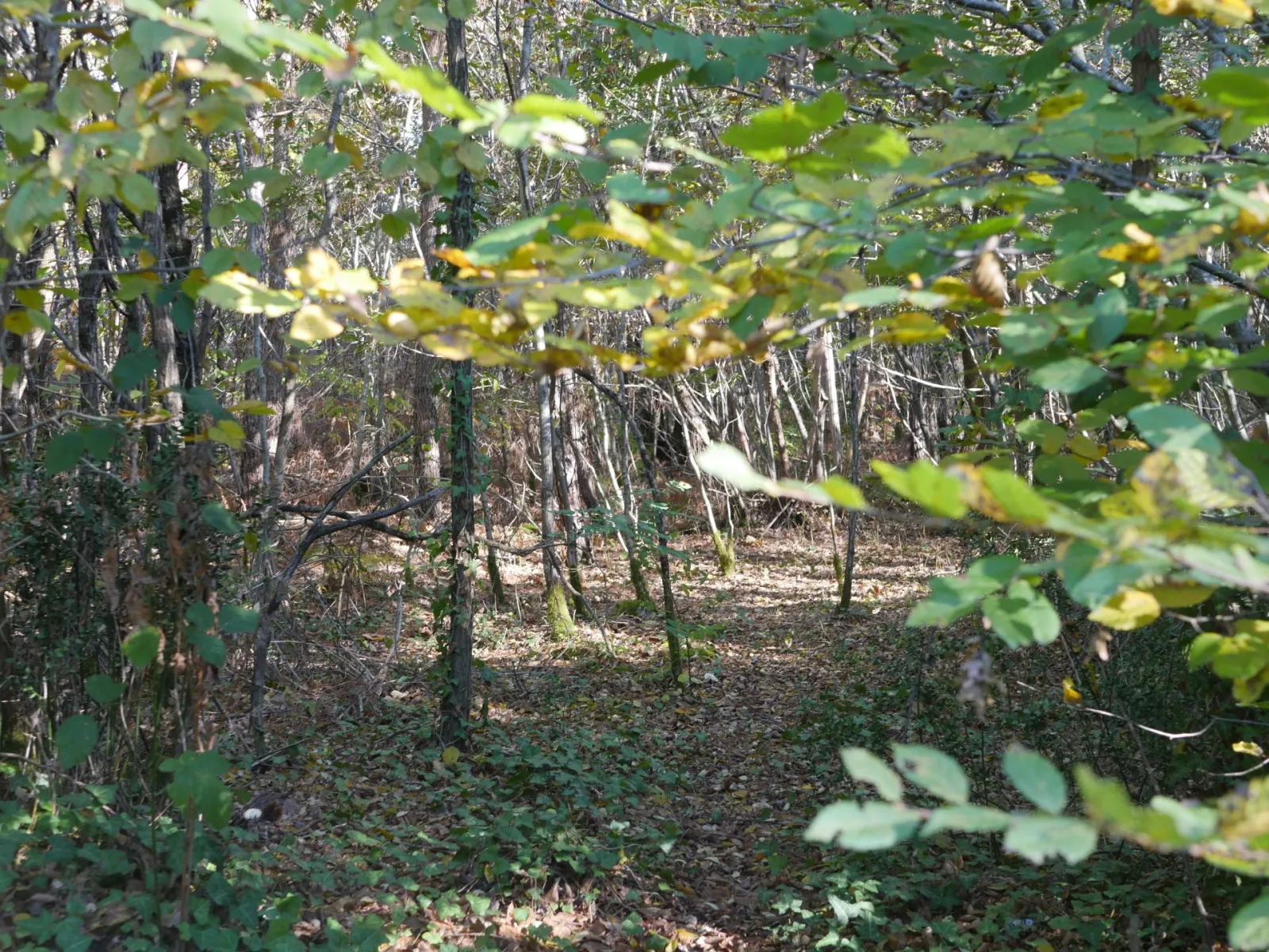 Shaded forest path in the Taillan Médoc forest near Bordeaux, with trees and fallen leaves covering the ground.