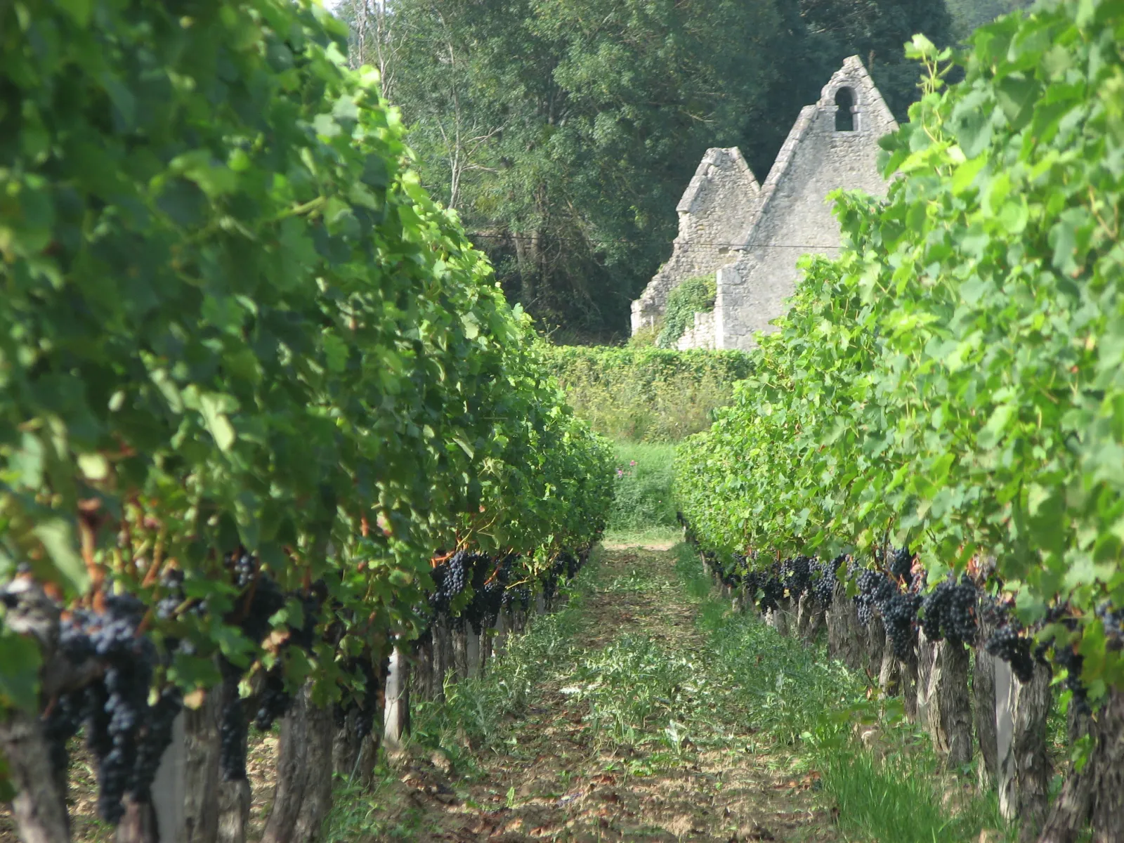 Vineyard row with Château Bernateau visible in the background, surrounded by lush greenery in Bordeaux