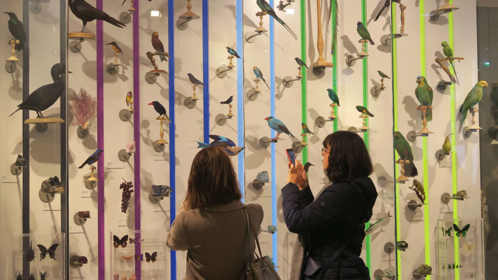 Two visitors examining a display of taxidermied birds and butterflies arranged vertically on colored columns in the Bordeaux Museum.