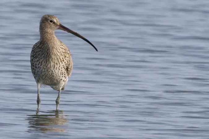 Whimbrel wading bird standing in shallow water with spotted plumage and long curved bill, in the Certes-Graveyron wetlands near Bordeaux