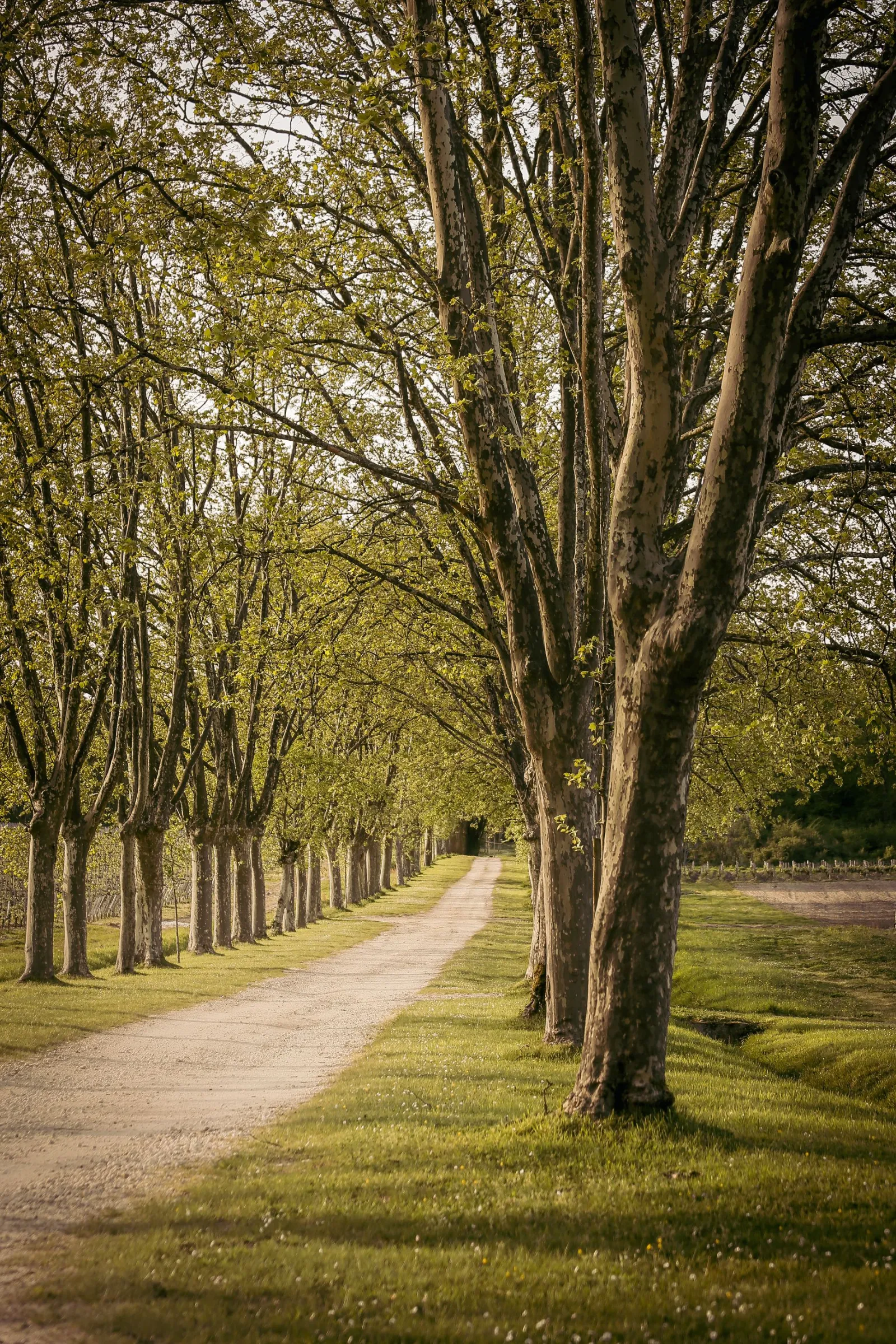 Tree-lined avenue with ancient trees leading to Château Carbonnieux in Bordeaux, featuring a gravel path and green lawns on both sides