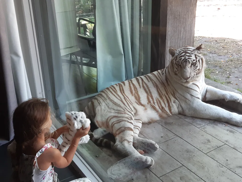 A young girl watches a white tiger lying behind glass, reaching toward its paw through the glass barrier in a zoo enclosure.