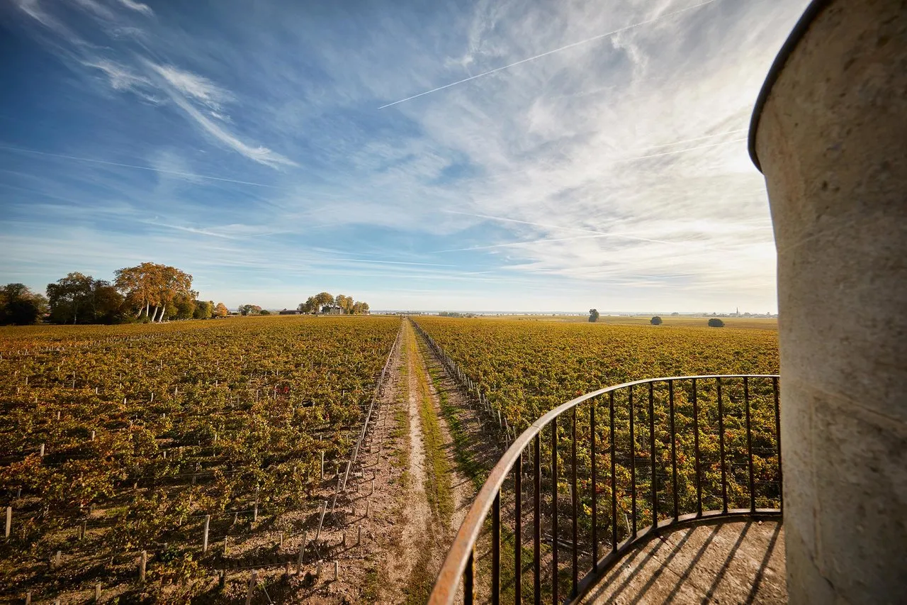 View from a terrace of Château Pichon Baron overlooking Bordeaux vineyards stretching to the horizon, with orderly rows of grapevines under clear skies