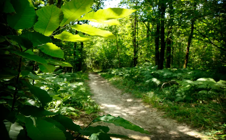 Winding forest path through dense green woodland at Bois de Margnat in Bordeaux, with sunlight filtering through the foliage.