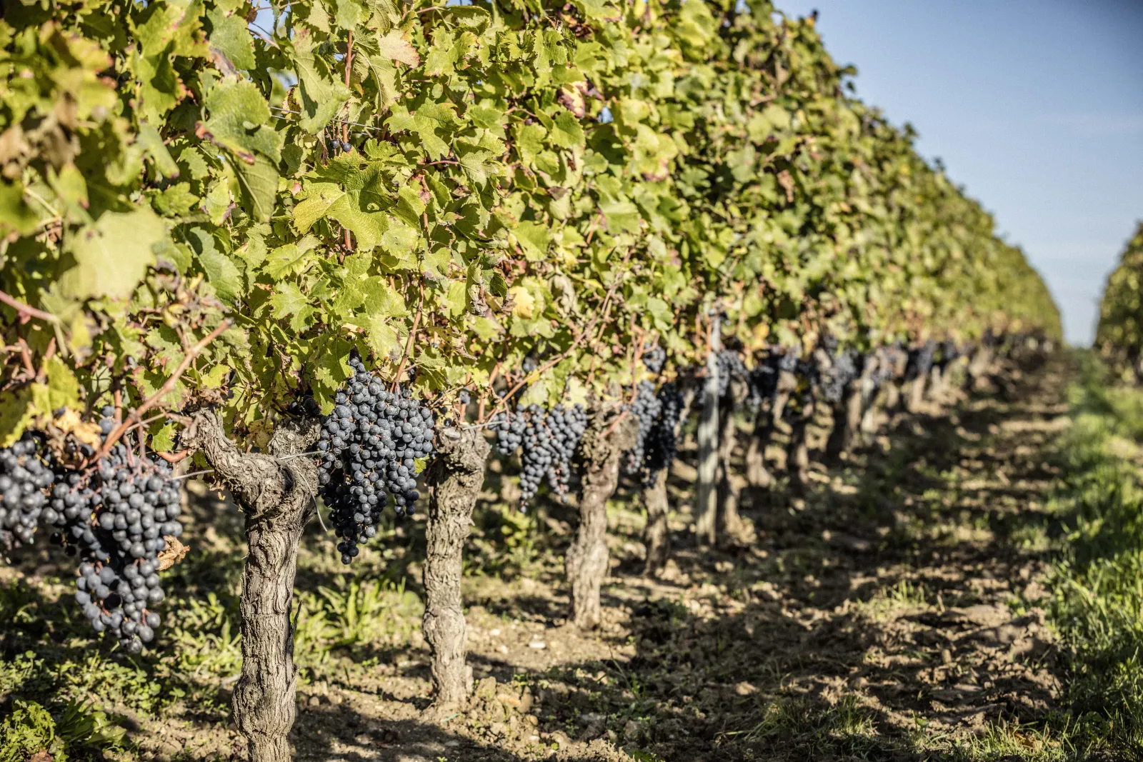 Rows of grapevines laden with ripe dark grapes in Bordeaux vineyards, with harvest workers visible in the background during vintage season.