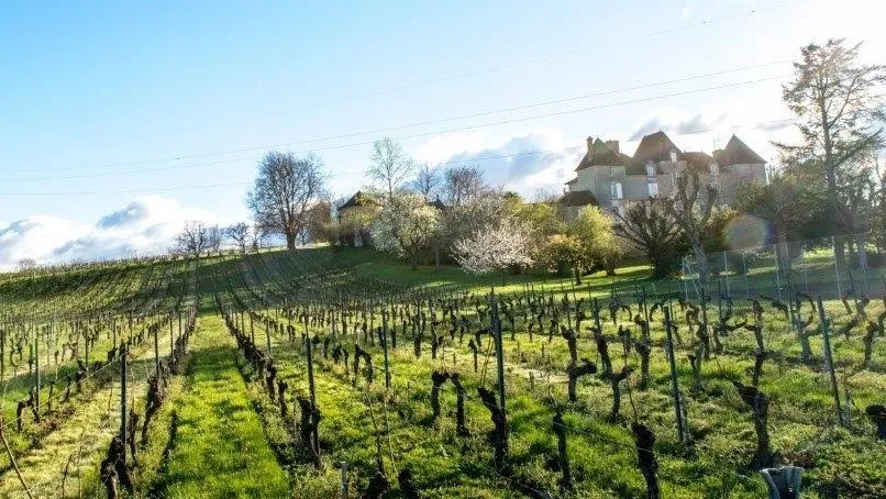 Vineyard of Château de Chelivette near Bordeaux, featuring rows of trained vines with the stone château visible on a green hilltop in the background