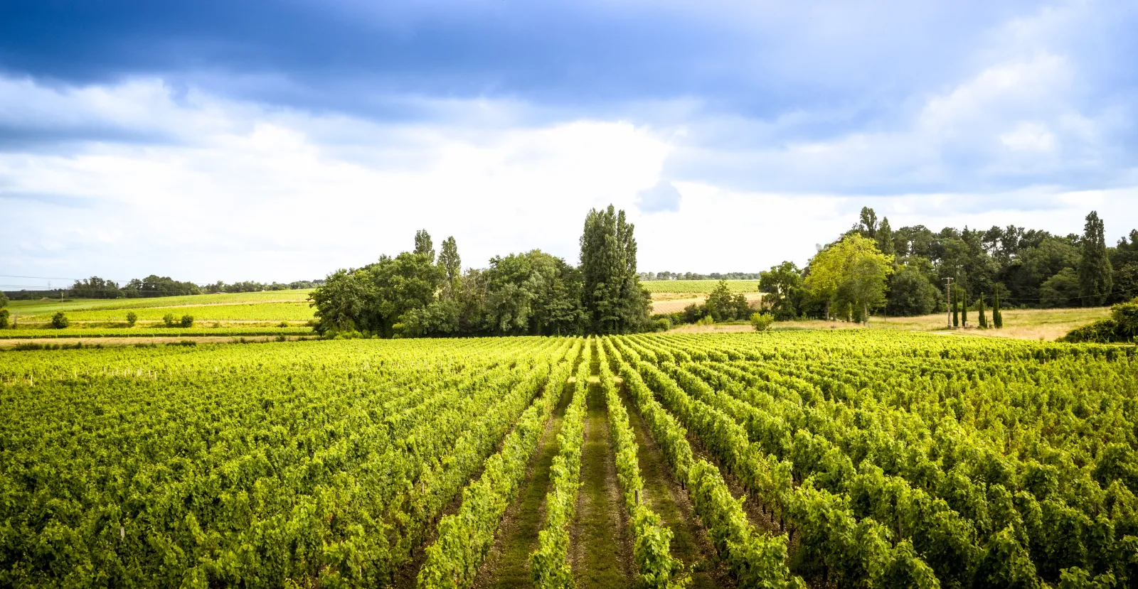 Bordeaux vineyard with lush green grapevine rows stretching to the horizon, scattered trees and cloudy sky