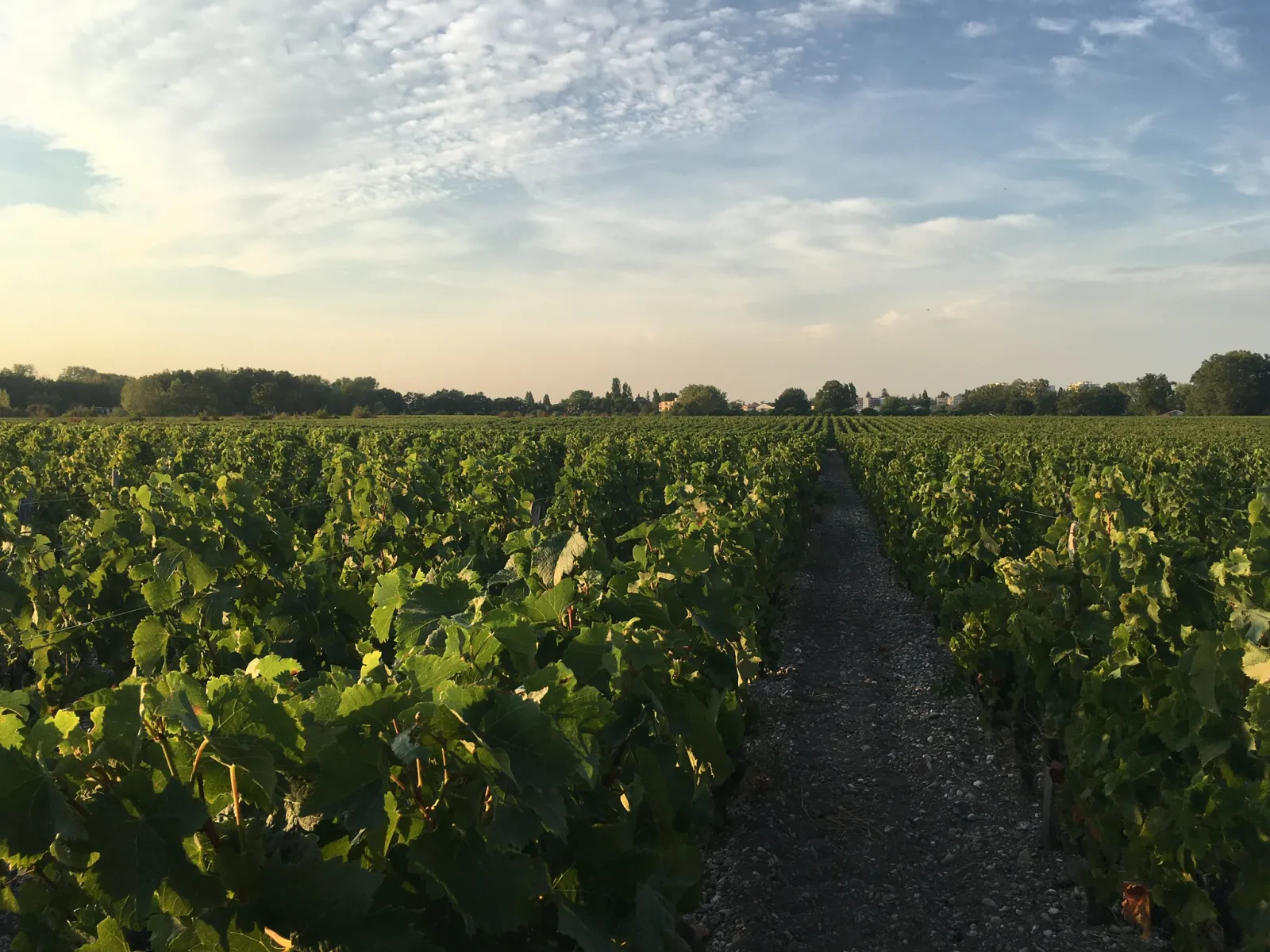 Vineyard of Château Luchey-Halde near Bordeaux, with rows of grapevines stretching to the horizon under a cloudy sky.