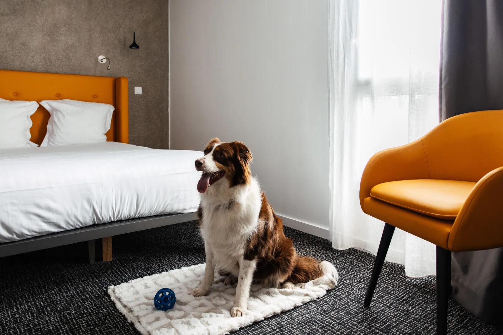 A brown and white dog sitting on its bed in a modern hotel room at Apparthôtel Ténéo Talence Espeleta in Bordeaux, featuring an orange bed, bright window, and orange armchair.